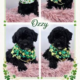 Ozzy - Black female Goldendoodle puppy in Rising Sun, Indiana from Ruby Lane Doodles