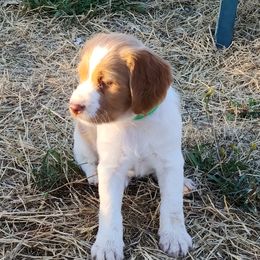 Brittany Puppies from Buster Pointe Brittanys