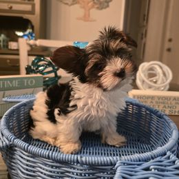 Bandit - Parti male Yorkshire Terrier puppy in Callahan, Florida from Nikki's Precious Yorkies