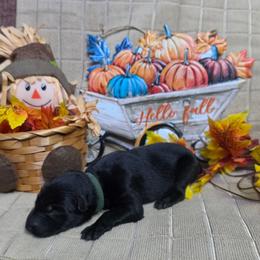 Green Collar Male - Black male German Shepherd puppy in Cadet, Missouri from Working Valley Shepherds