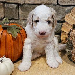 Gnocchi - Brown and white male Bernedoodle puppy in Opelika, Alabama from Woofington Place Doodles