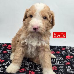 Boris - Red male Bernedoodle puppy in Neillsville, Wisconsin from Granton Creek