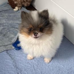 Bentley - Blue merle male Pomeranian puppy in San Jacinto, California from Savvypomeranians