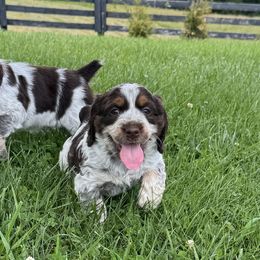 English Springer Spaniels from Little River English Springer Spaniels