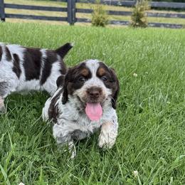 English Springer Spaniels from Little River English Springer Spaniels
