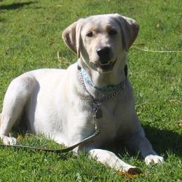 Star - Labrador Retriever