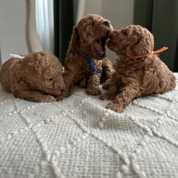 Poodle Puppies from Bruno & Co. Puppies