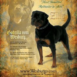 Rottweiler All Grown Up from Vom Wesburg Rottweilers