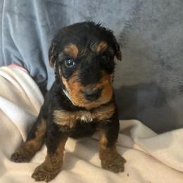 Leon - Black and tan male Airedale Terrier puppy in Huntersville, North Carolina from Cool Hand Luke Kennels