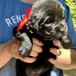 Newfoundland Puppies from Black Lions Newfoundlands