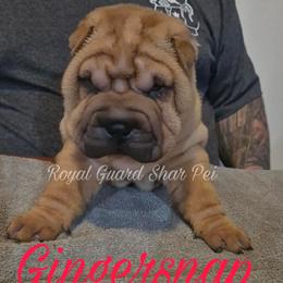 Gingersnap - Red fawn male Chinese Shar-Pei puppy in Columbus, Indiana from Royal Guard Shar Pei