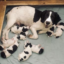 English Springer Spaniel Puppies from Bean Sidhe Springers