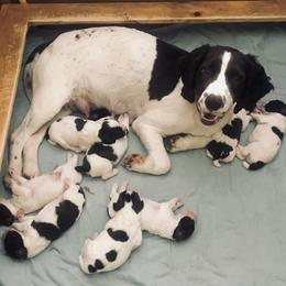 English Springer Spaniel Puppies from Bean Sidhe Springers
