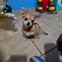 Llama - Fawn female Chihuahua puppy in El Paso, New Mexico from JVJ Chihuahua