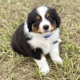 Blue collar - Black tri male Miniature Australian Shepherd puppy in 32046, Florida from River Hill Ranch