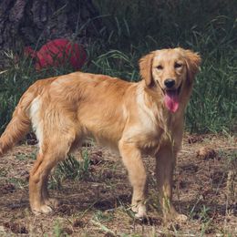 Velma - Golden Retriever