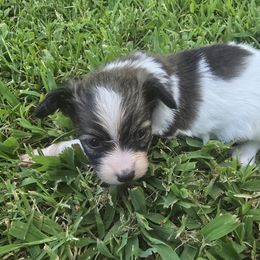 Hugo - Red white and sable male Papillon puppy in Hollister, Missouri from Swan Creek Kennel