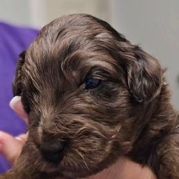 Cooper - Blue merle male Aussiedoodle puppy in Windom, Texas from Wild Farm Puppies
