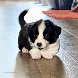 Curious Casey - Black and white male Cardigan Welsh Corgi puppy in Omaha, Arkansas from DnD Corgis