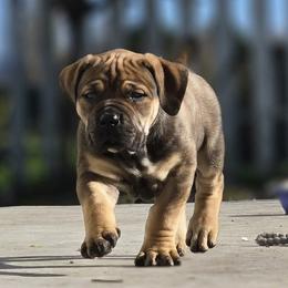BLUE - Brown female Boerboel puppy in Ferndale, California from WILDCAT BOERBOELS