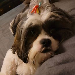 Stormie - Shih Tzu