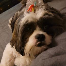 Stormie - Shih Tzu
