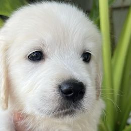 Golden Retrievers from The Purrfectpups