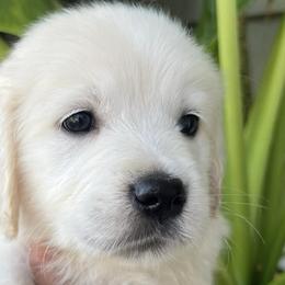 Golden Retrievers from The Purrfectpups