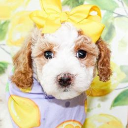 Goldendoodles and Miniature Schnauzers from Rocking H