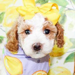 Goldendoodles and Miniature Schnauzers from Rocking H