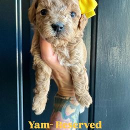 Yam - Red  female Poodle puppy in Adolphus, Kentucky from Deerly Poodles