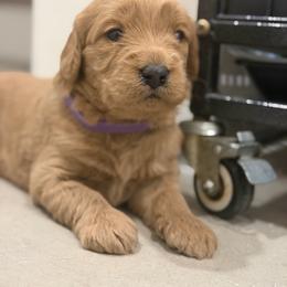 Nala - Apricot female Goldendoodle puppy in Clewiston, Florida from Redlands Farm