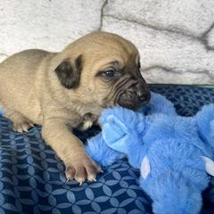 Elephant - Yellow female Black Mouth Cur puppy in Warsaw, Missouri from Heritage Cow Dogs