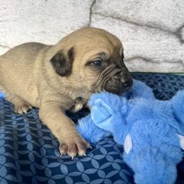 Elephant - Yellow female Black Mouth Cur puppy in Warsaw, Missouri from Heritage Cow Dogs