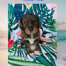 Maui - Merle male Bernedoodle puppy in Godwin, North Carolina from Farm Sweet Farm Doodles