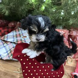 Moose - Black and tan brindle male Havanese puppy in Hamilton, Michigan from Jodi's Havanese