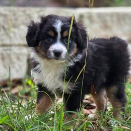 Chocolate - Black tri female Miniature Australian Shepherd puppy in Harker Heights, Texas from Comfy Cozy Kennel