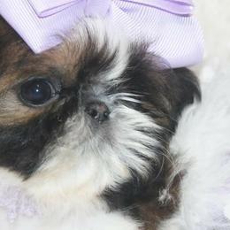 Shih Tzus from Blessed’s Shih Tzu