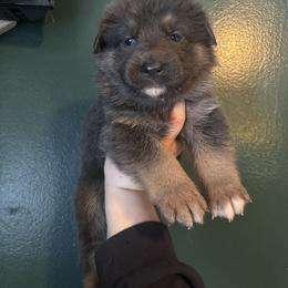 Brady - Blue male German Shepherd puppy in Watervliet, Michigan from M&M Shepherd Farms
