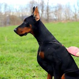 Dalida - Doberman Pinscher