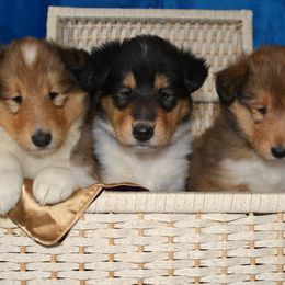 Collie Puppies from Avalon Collies