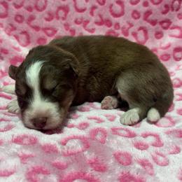AKC Hazel - Red and white female Siberian Husky puppy in Centreville, Maryland from Huskies By the Bay