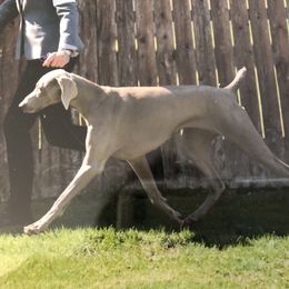 Winnie - Weimaraner