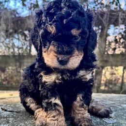 Stormy - Black female Goldendoodle puppy in Ocala, Florida from The Treasured Puppies Department