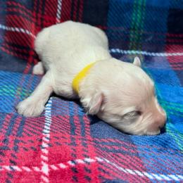 Male 2 - White male Miniature Schnauzer puppy in Seagoville, Texas from JC miniature schnauzers