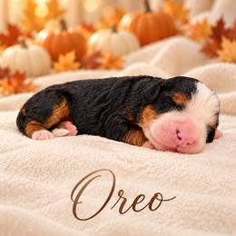 Oreo - Tri-color male Bernedoodle puppy in Idaho from Bernese By Barzees