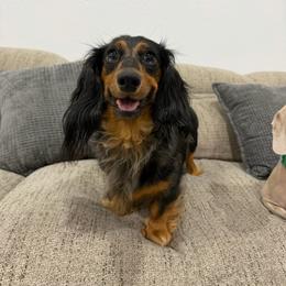 Ruby - Dachshund