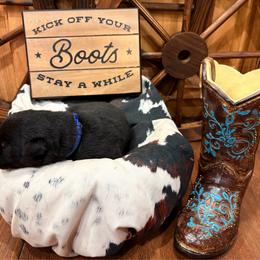 Kolt - Bi-color male German Shepherd puppy in Beech Grove, Arkansas from Ze Zadnich lesu