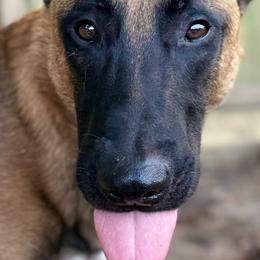 Belgian Malinois from Morning Star Malinois