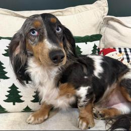 Ricky Roo - Black and tan male Dachshund puppy in Hartsville, Tennessee from B+B Co Miniature Dachshunds